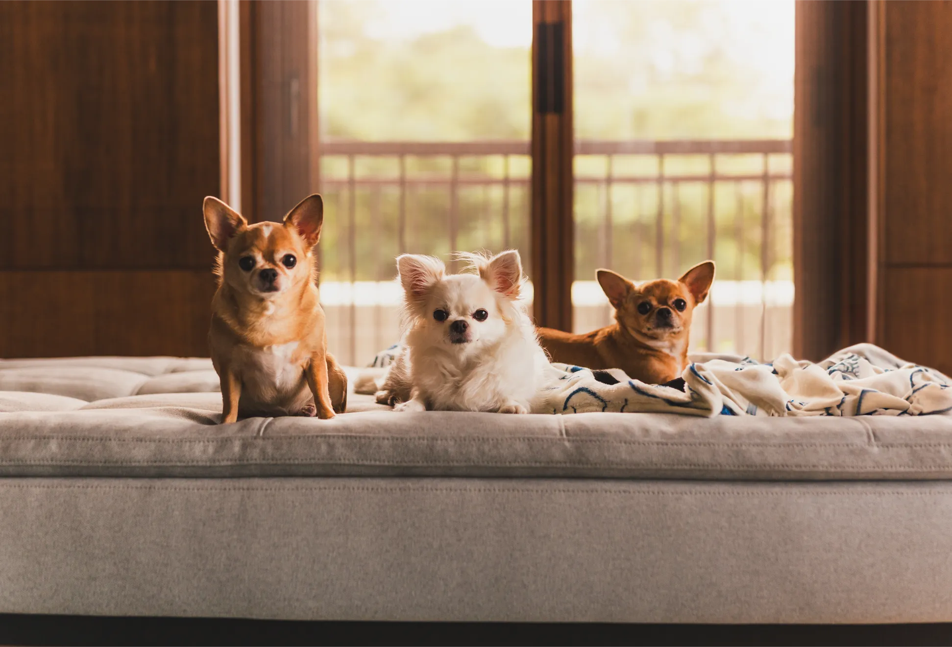 Three Chihuahuas lounging on a couch