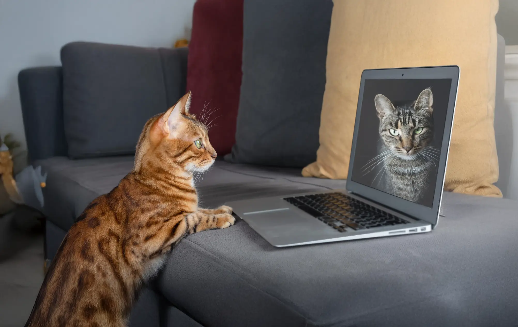 Cat watching another cat on a laptop screen.